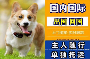 屏东县宠物托运公司屏东县宠物托运公司屏东县宠物托运公司