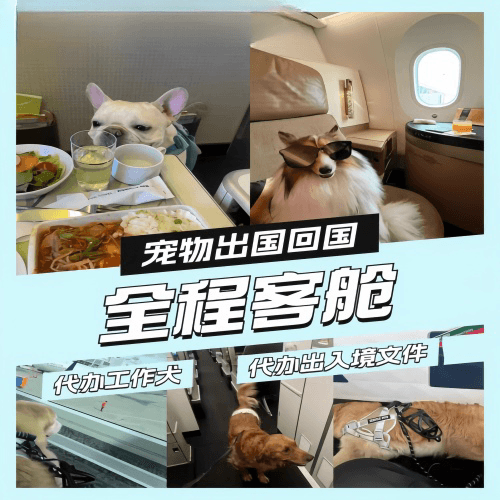 屏东县宠物托运到白俄罗斯宠物入境规定和要求